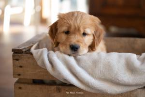 Alena GUIGNABODET - NA MOON PICTURES